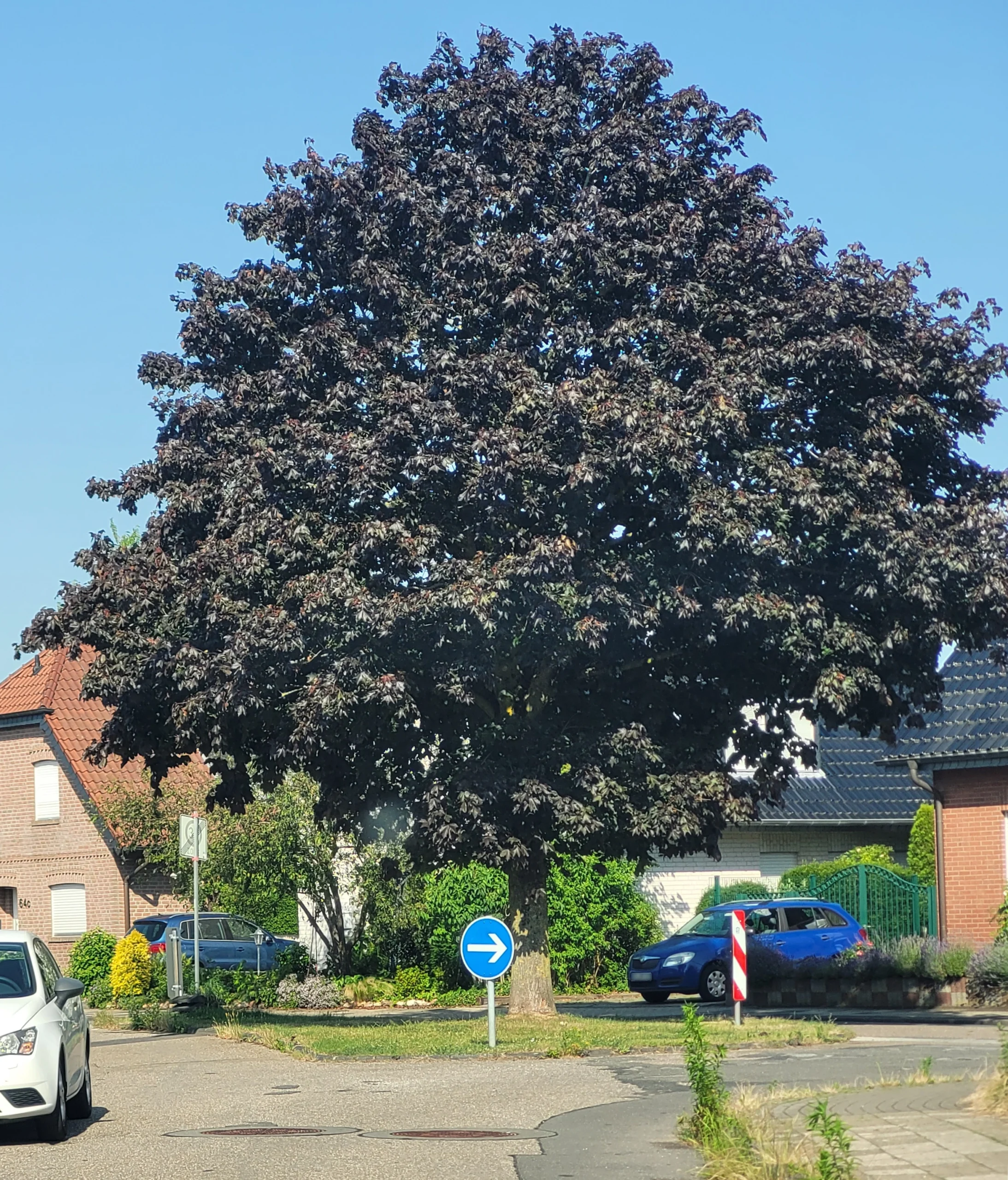 Großer Baum auf einer kleinen Verkehrsinsel